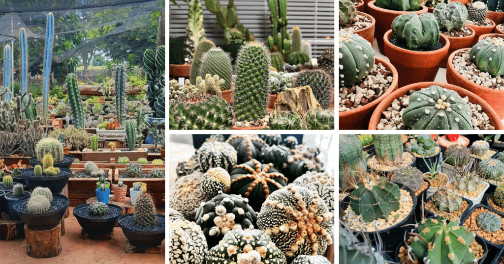 Close-up of vibrant green cactus showcasing water retention capabilities