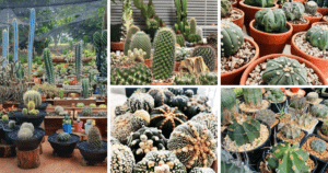 Why Cacti Are The Perfect Low-Maintenance Houseplants