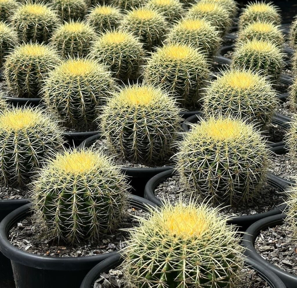 Top 5 FAQ And Answers For Cool Cactus Plants