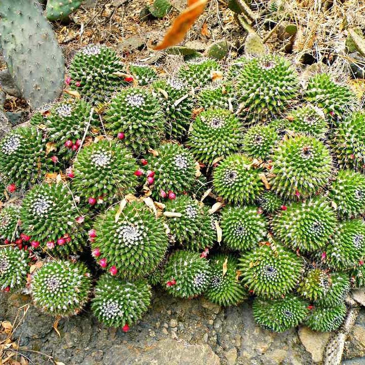 These 25 Super Cool Cactus Plants Are the Ultimate Desert Eye Candy!