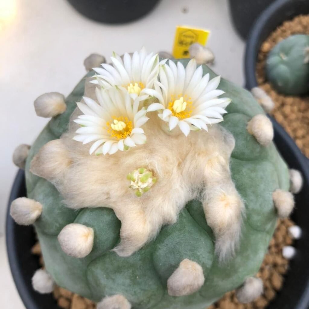 8 Types Of Lophophora Pictorial Guide