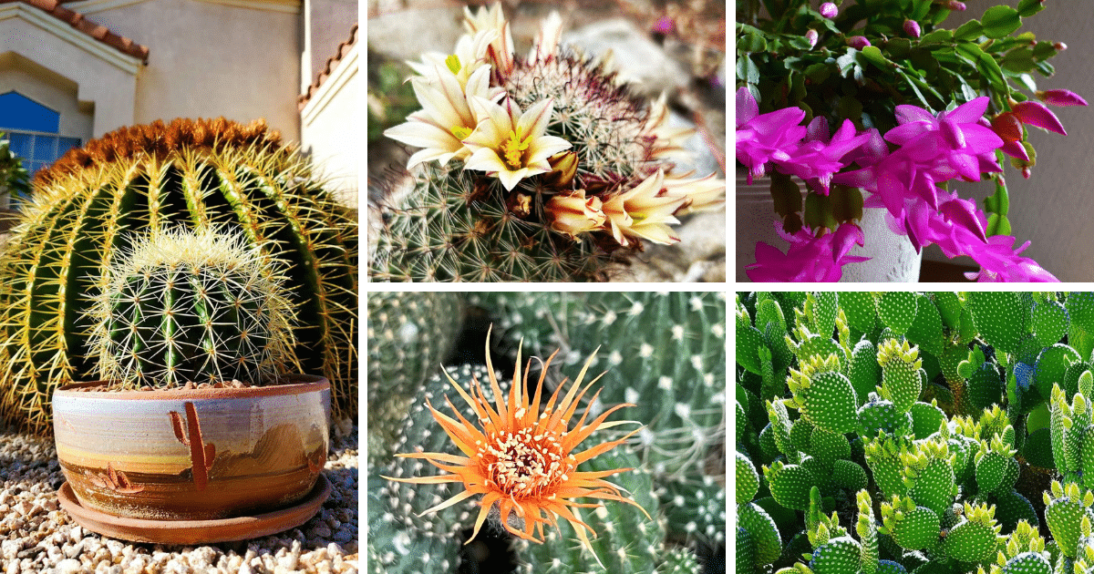 10 Exotic Cactus Plants That Will Transport You To A Desert Paradise