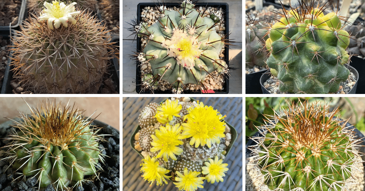 10 Popular Types Of Obregonia Pictorial Guide
