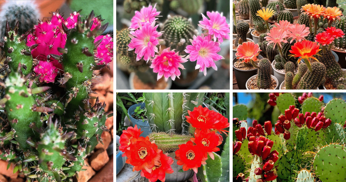10 Unusual Uses For Cactus Plants You Never Knew