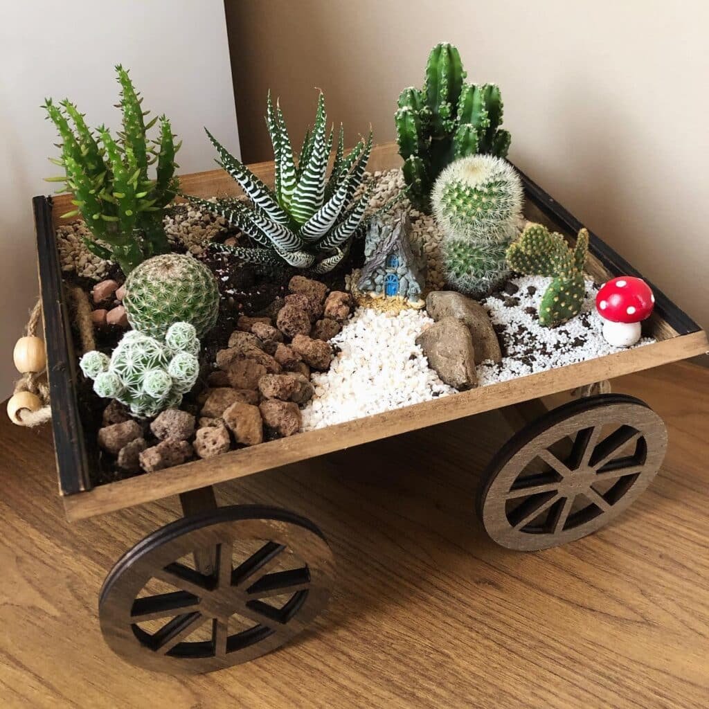 How To Grow And Care Cacti For Beginners At Home