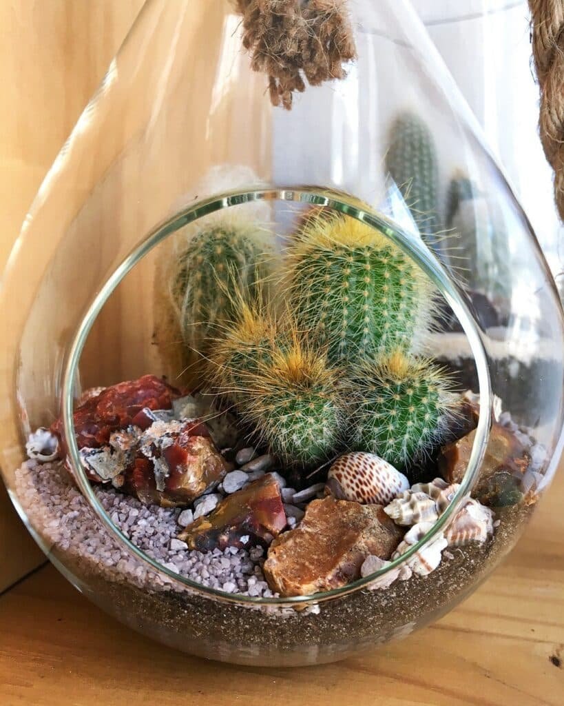 How To Make A Stunning Cactus Terrarium In 5 Easy Steps