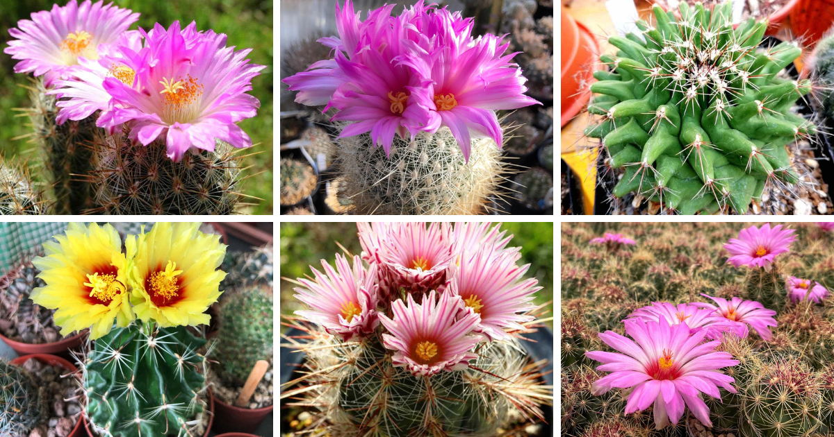 16 Popular Types Of Thelocactus Pictorial Guide