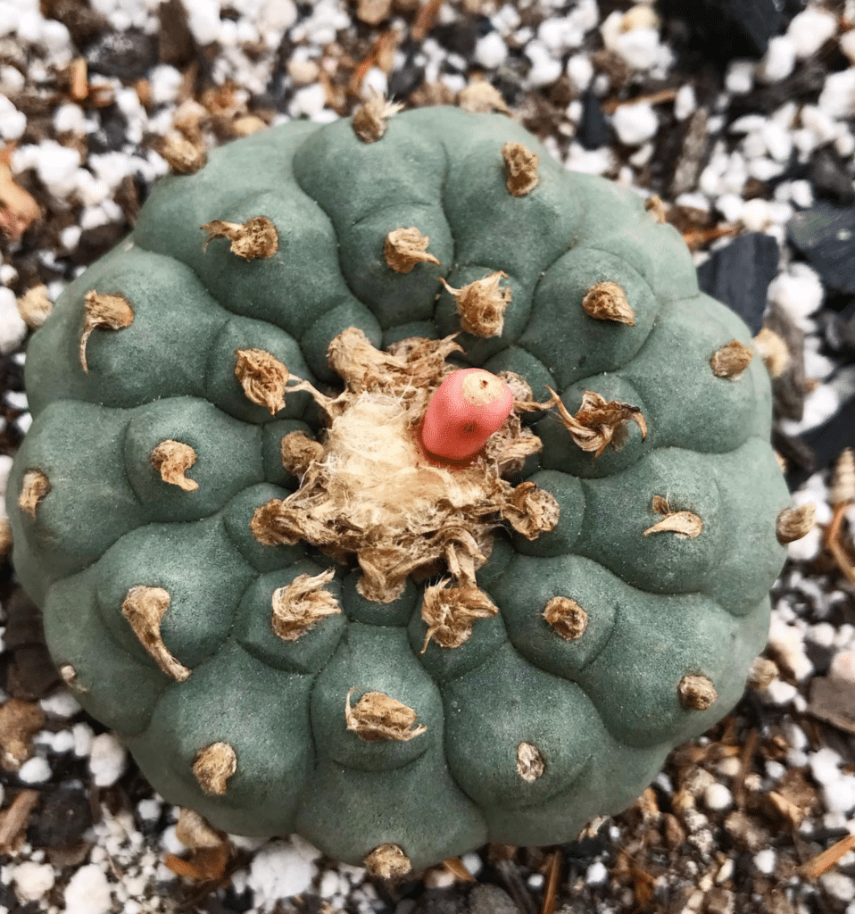 8 Types Of Lophophora Pictorial Guide