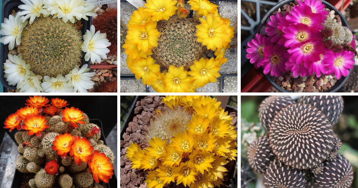 20 Popular Types Of Sulcorebutia Pictorial Guide