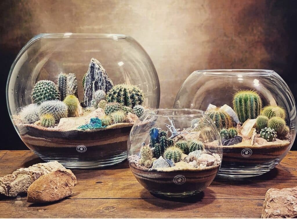 How To Make A Stunning Cactus Terrarium In 5 Easy Steps