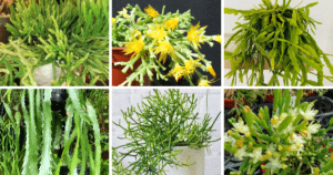 26 Popular Types Of Rhipsalis Pictorial Guide