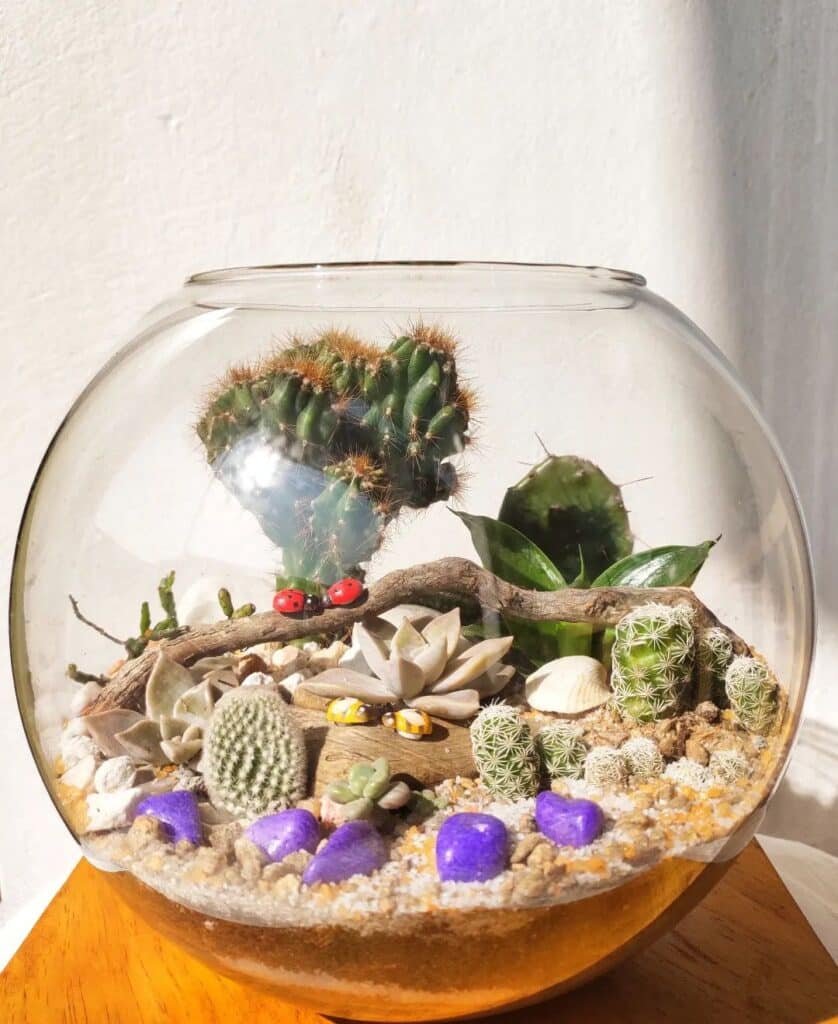 How To Make A Stunning Cactus Terrarium In 5 Easy Steps