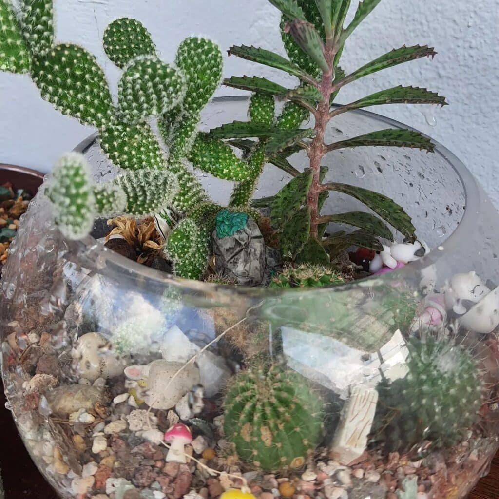 How To Make A Stunning Cactus Terrarium In 5 Easy Steps