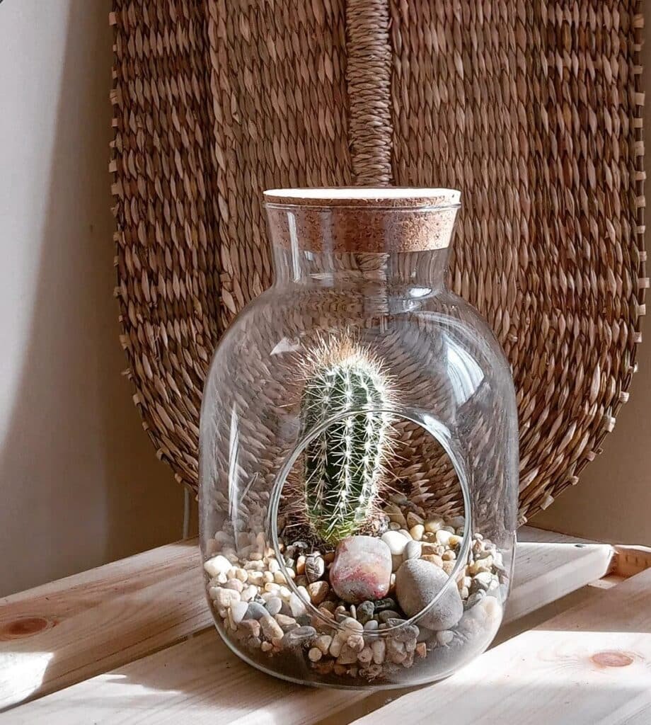 How To Make A Stunning Cactus Terrarium In 5 Easy Steps