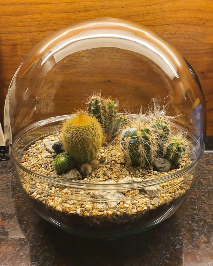 How To Make A Stunning Cactus Terrarium In 5 Easy Steps