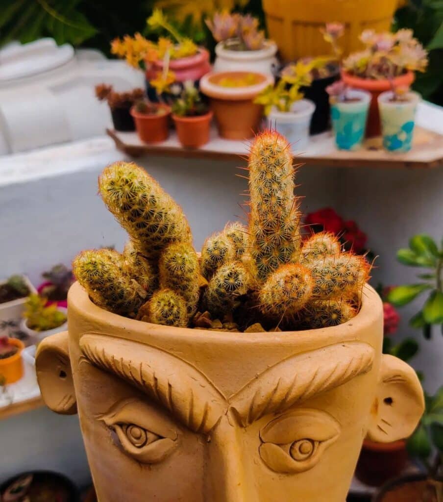 Top 10 Interesting Facts About The Best Types Of Cacti For Beginners To Grow At Home