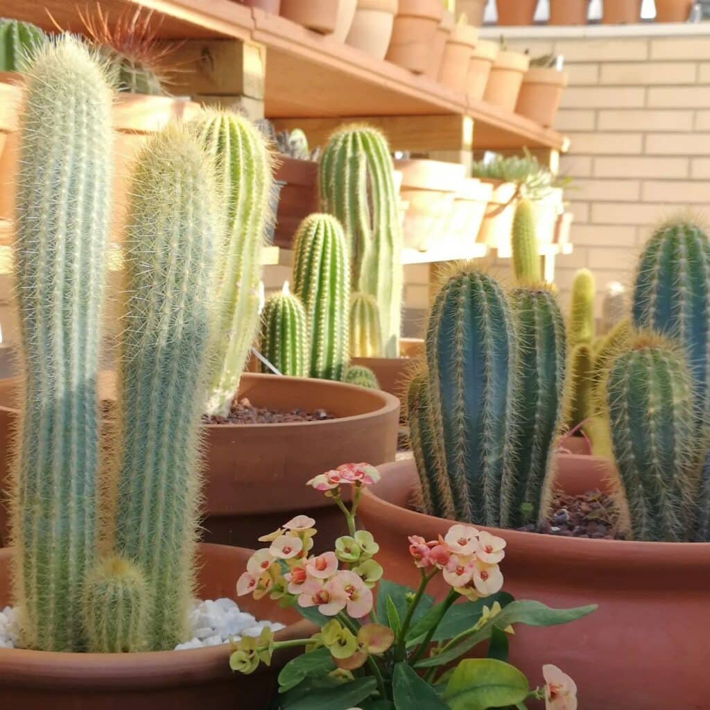 Top 5 FAQ And Answers About The Best Types Of Cacti For Beginners To Grow At Home