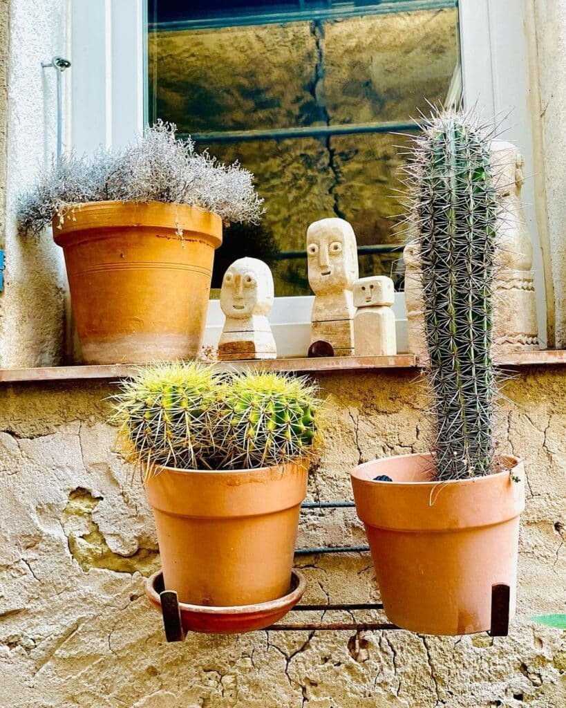 How To Grow And Care Cacti For Beginners At Home