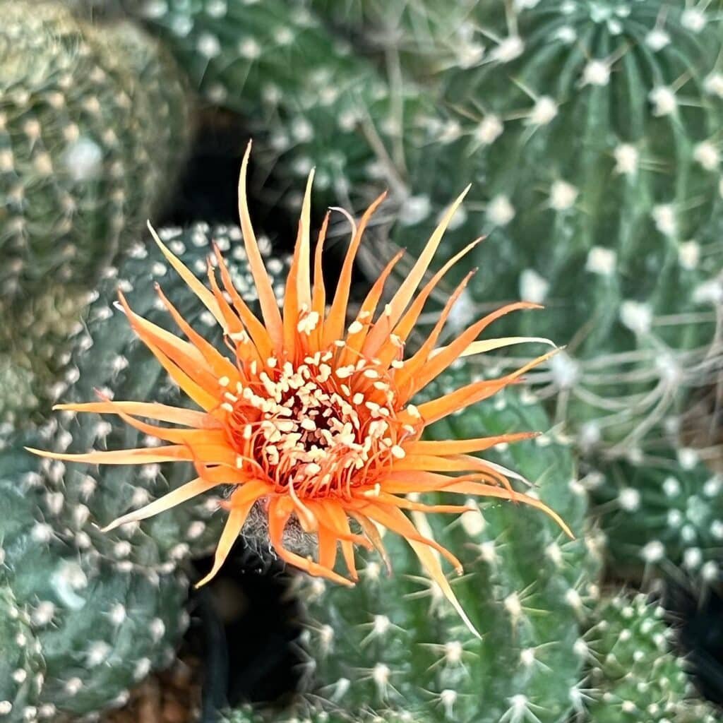 10 Exotic Cactus Plants That Will Transport You To A Desert Paradise