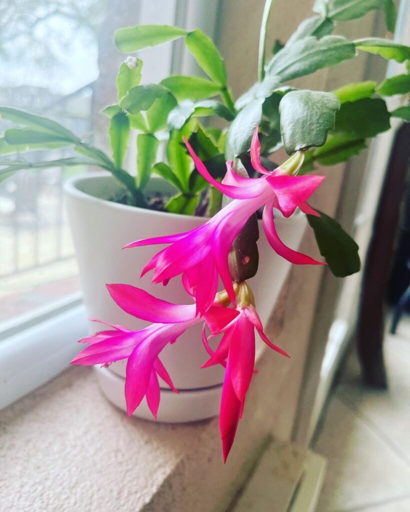 Christmas Cactus (Schlumbergera)