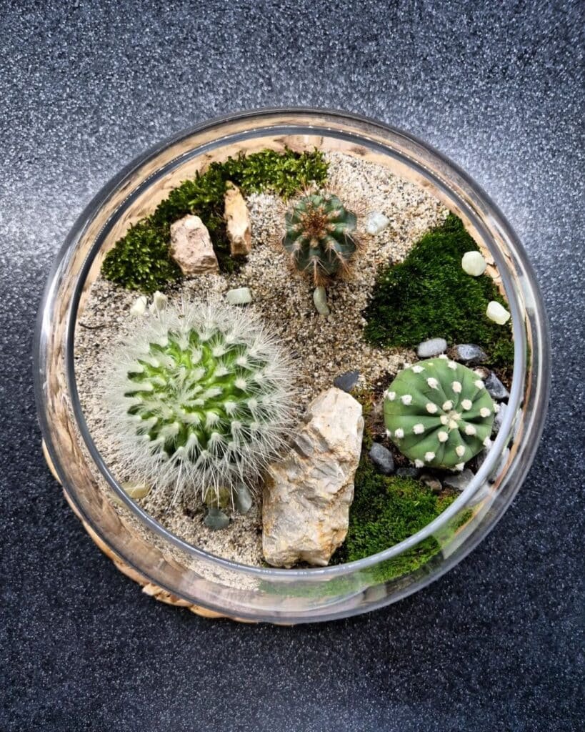 How To Make A Stunning Cactus Terrarium In 5 Easy Steps