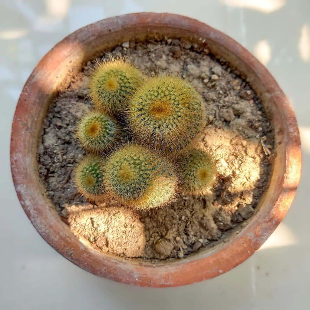 Golden Barrel Cactus (Echinocactus Grusonii)
