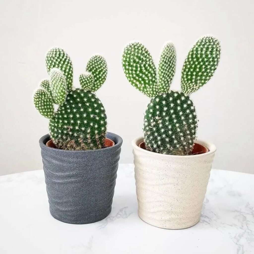 Bunny Ear Cactus (Opuntia Microdasys)