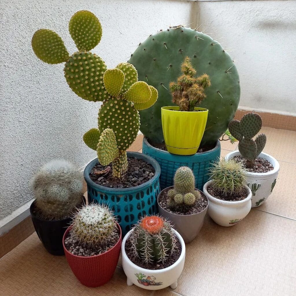 The Best Types Of Cacti For Beginners To Grow At Home