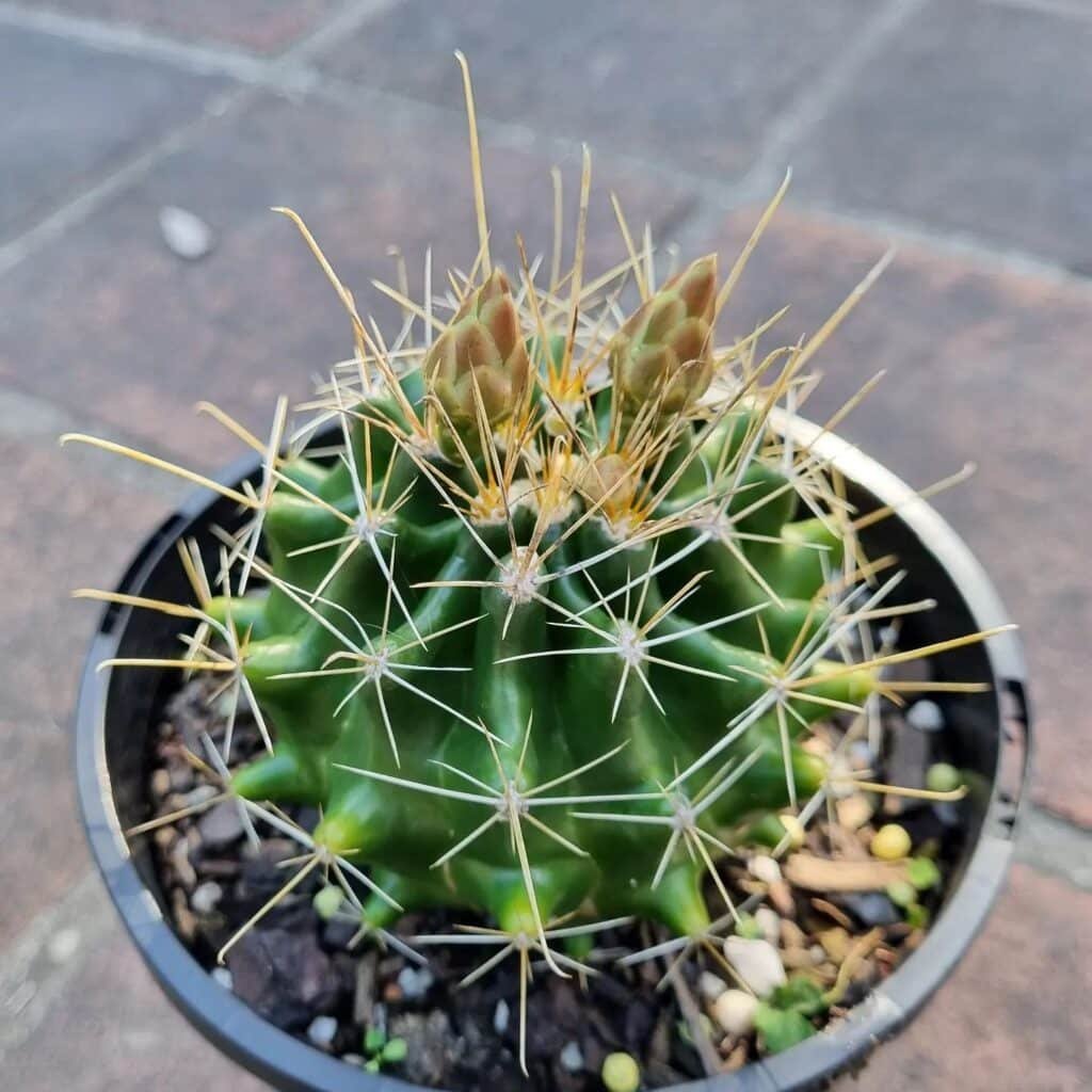 Barrel Cactus (Ferocactus)