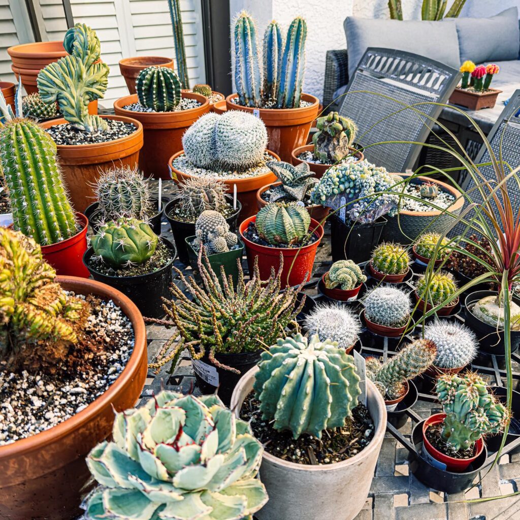 The top 5 Most Instagram-Worthy Cactus Species