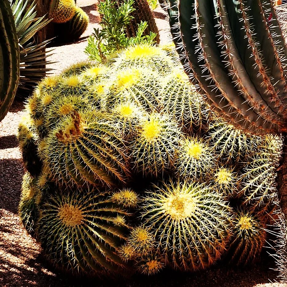 Top 10 Interesting Facts About The Top 5 most Instagram-worthy Cactus Species