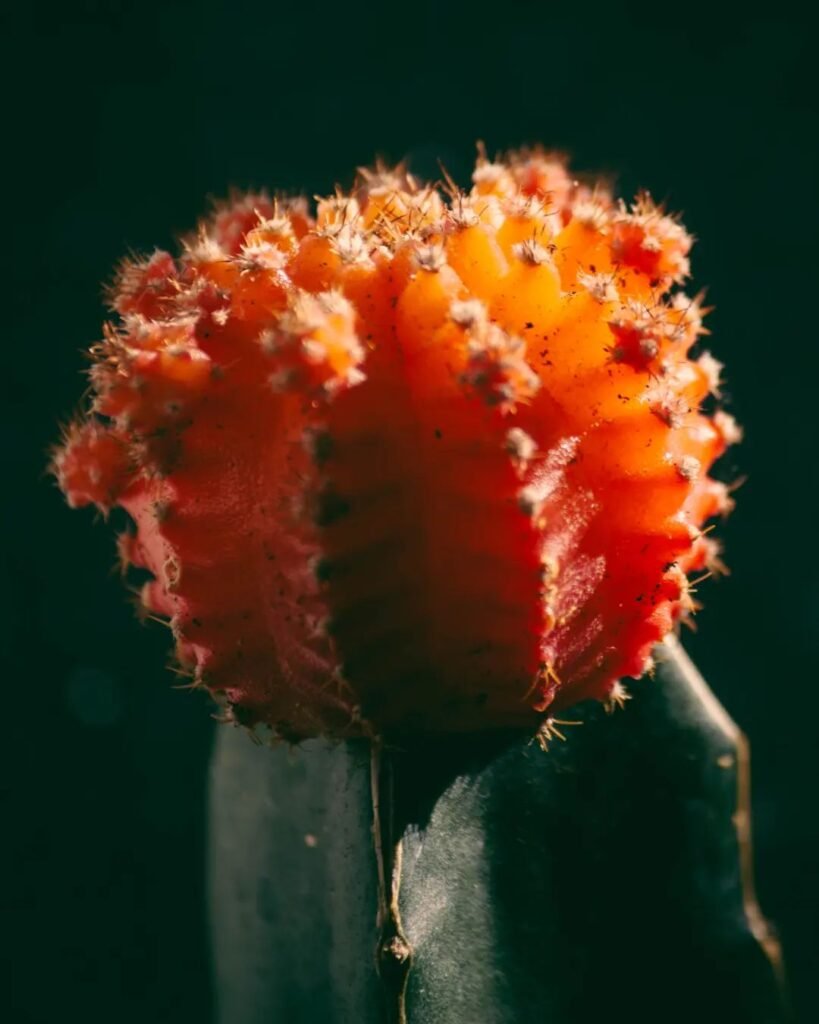 Close-up of a cactus with unusual angle showing geometric patterns