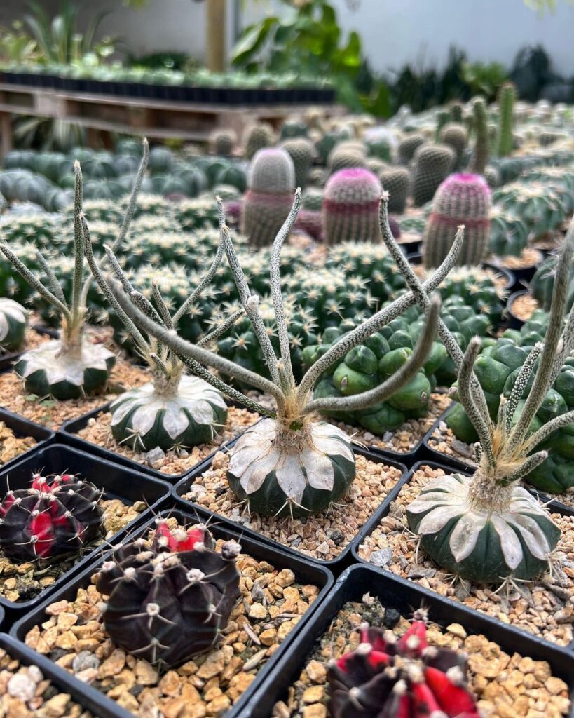 Cacti And Sustainability: How These Plants Can Help Save the Planet