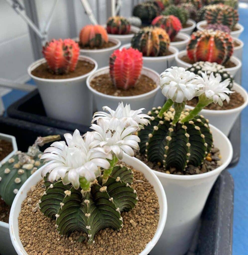 Tips For Caring For Exotic Cactus Plants