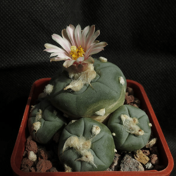 How To Grow And Care For Lophophora