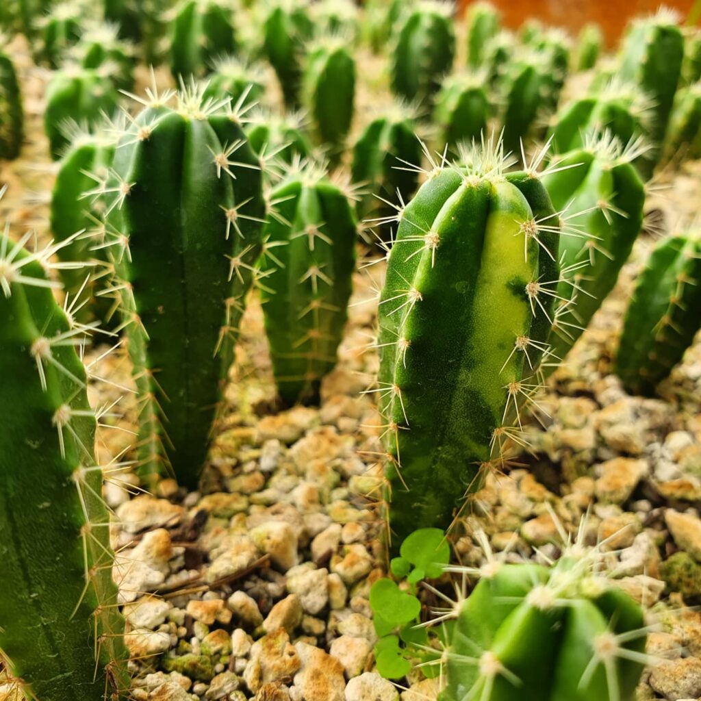 How To Grow And Care For Myrtillocactus