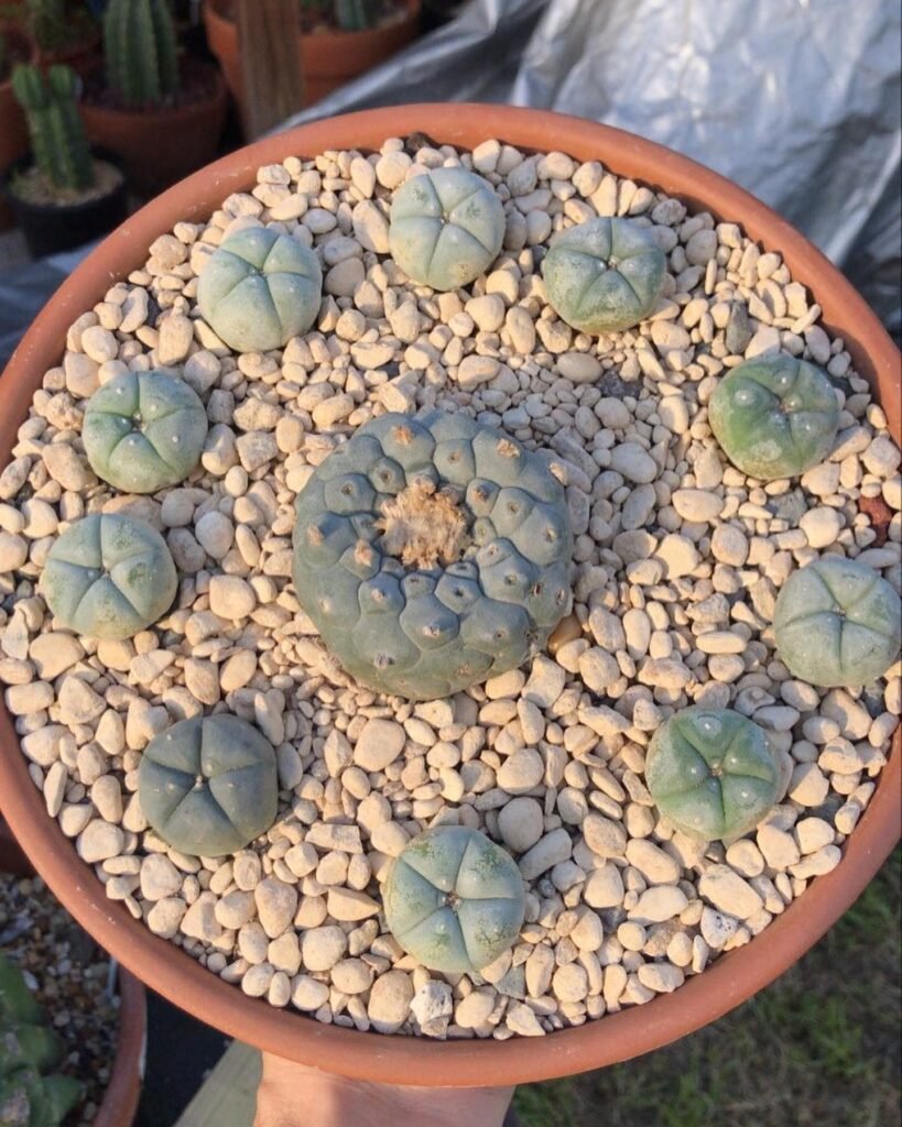 How To Propagate Lophophora