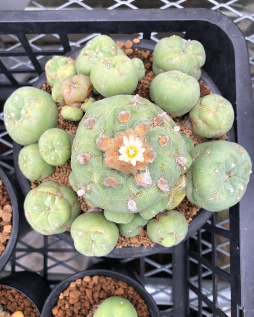 Top 5 FAQ And Answers For Lophophora