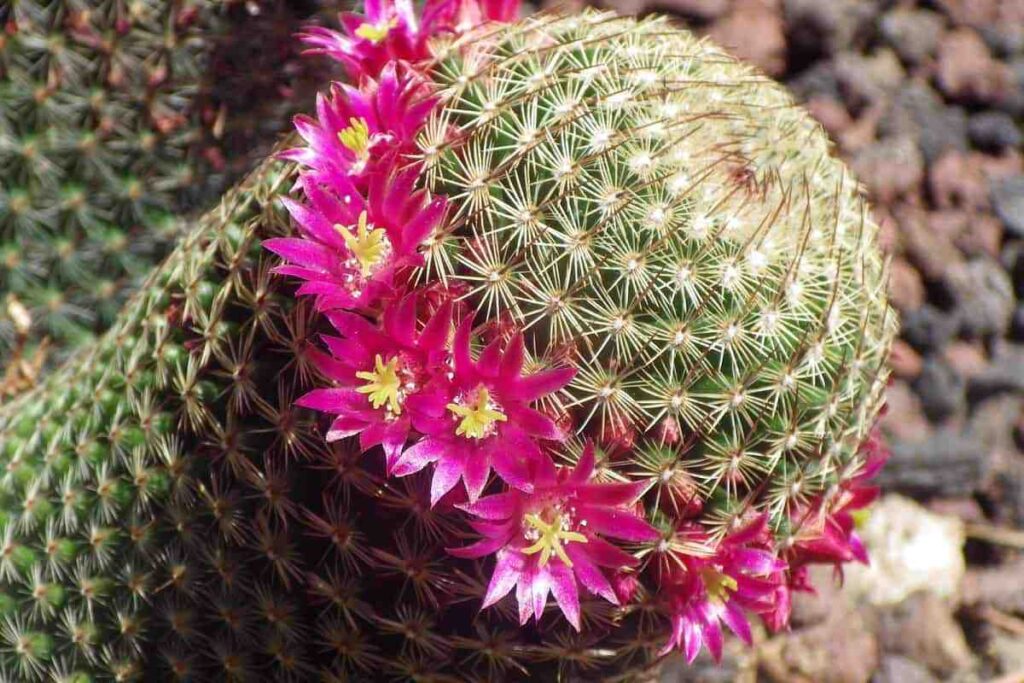 Top 5 Most Popular Types Of Myrtillocactus Pictorial Guide