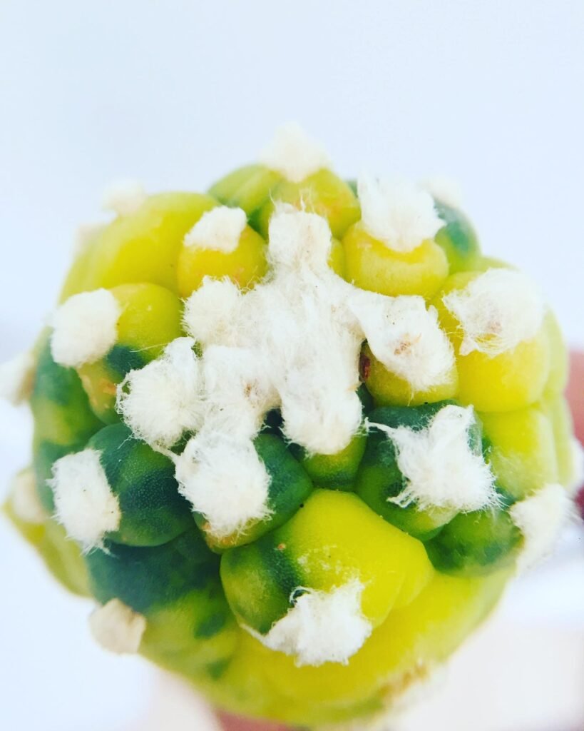 Top 10 Interesting Facts About Lophophora