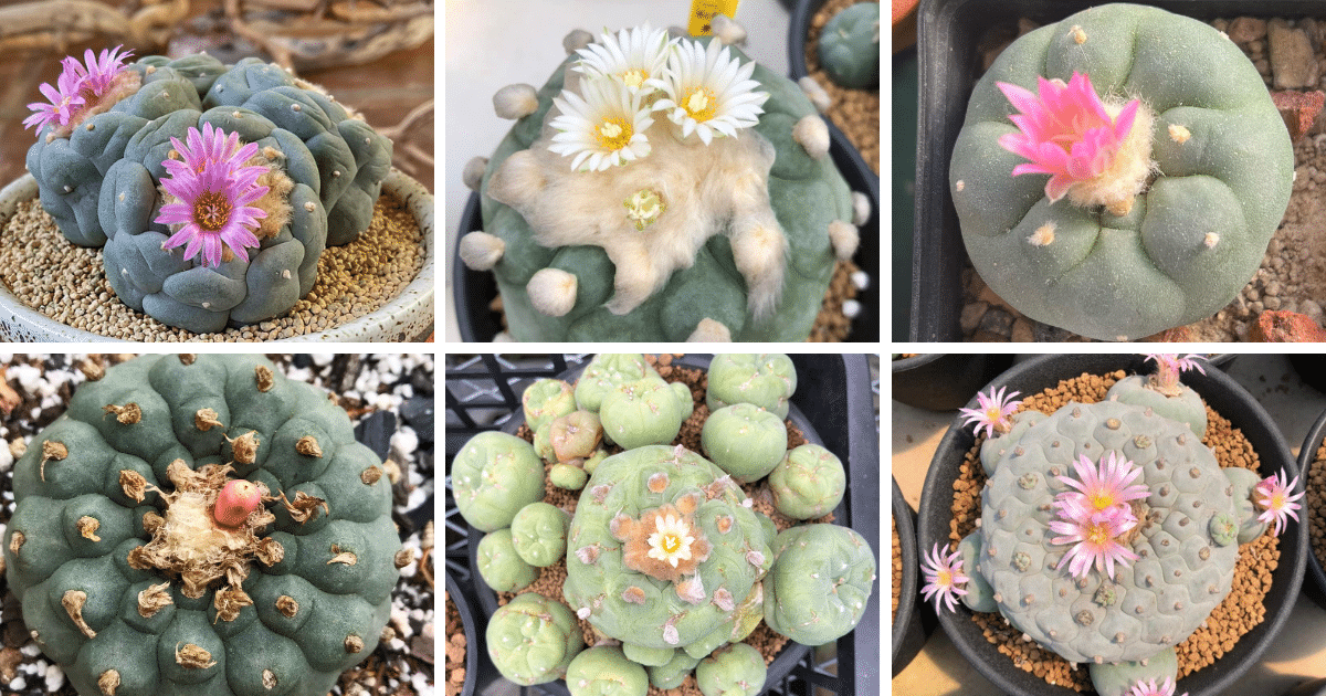 8 Types Of Lophophora Pictorial Guide