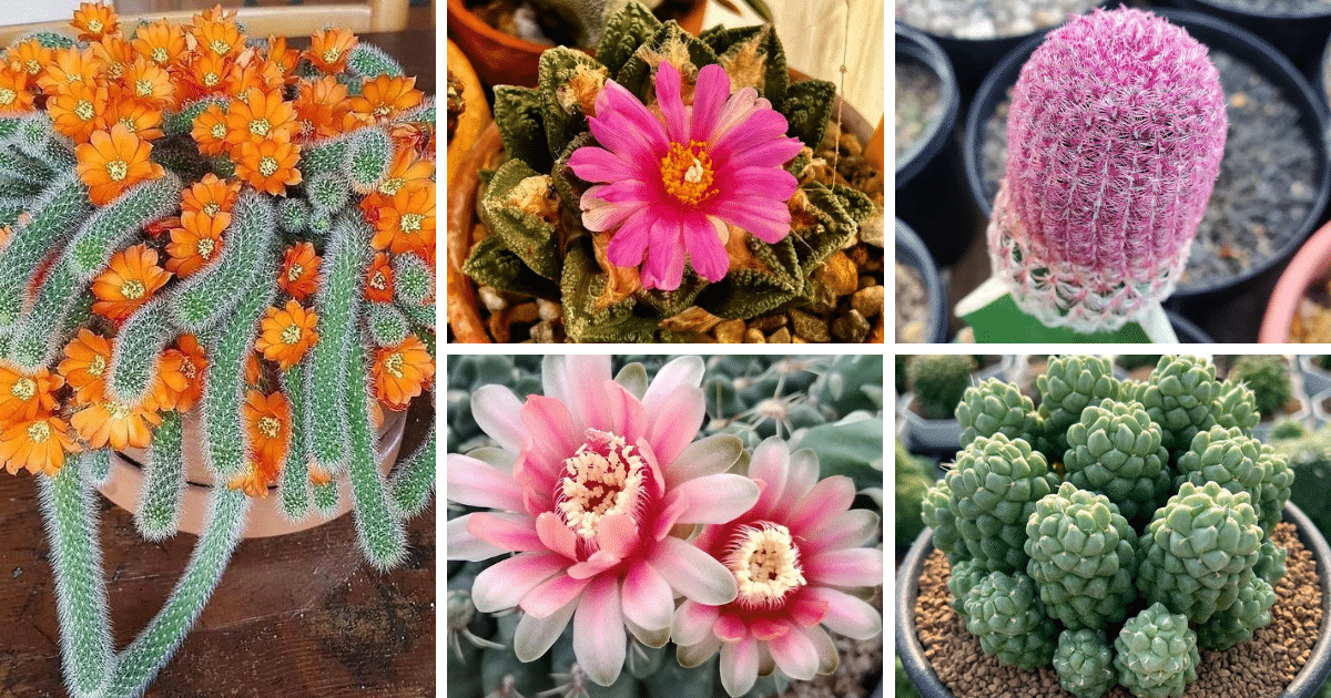 Cacti And Sustainability: How These Plants Can Help Save the Planet