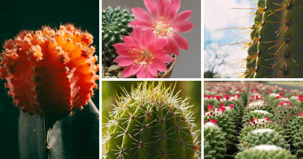 Cactus illuminated by soft natural light highlighting its texture