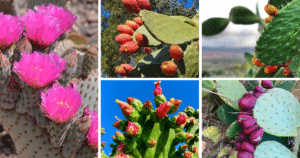 Discover The Secret Healing Powers Of The Prickly Pear Cactus
