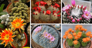 How To Grow A Cactus Garden That Will Make Your Neighbours Envious