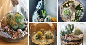 How To Make A Stunning Cactus Terrarium In 5 Easy Steps