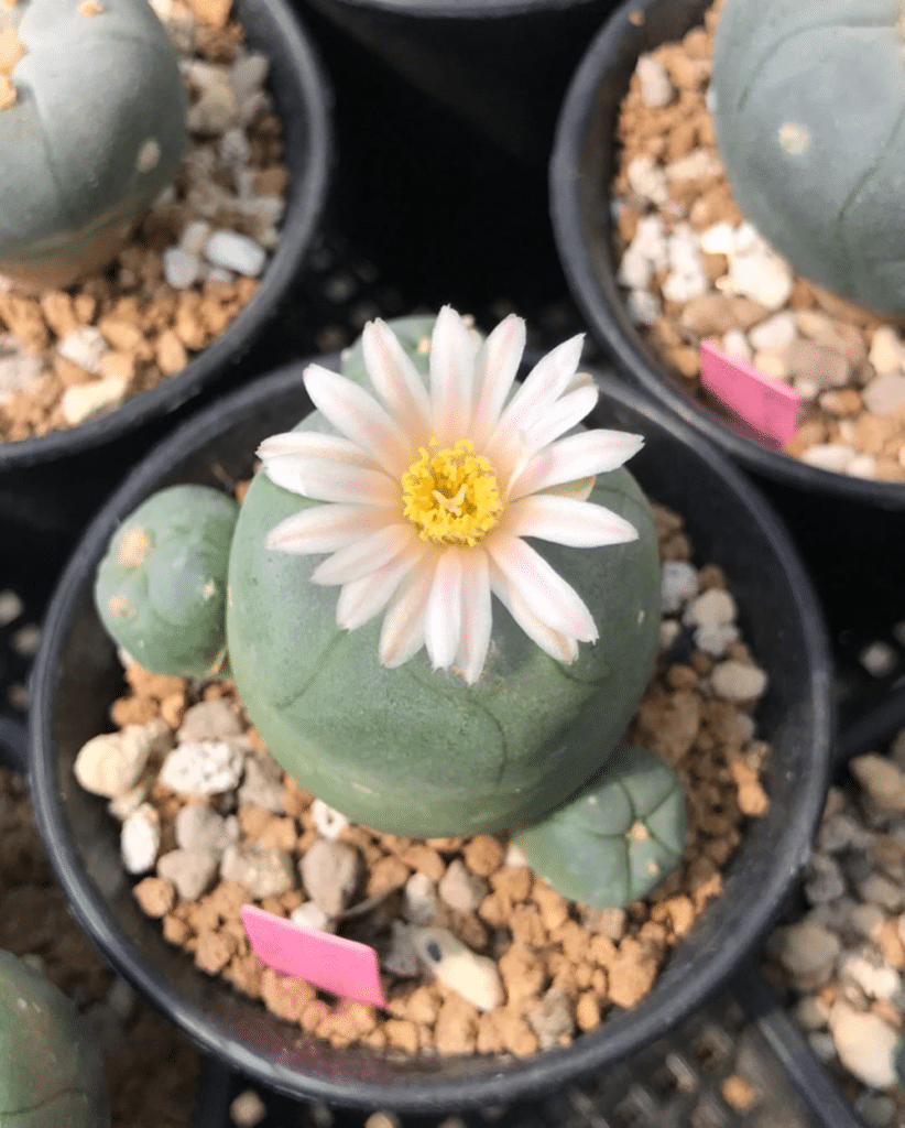 Lophophora Alberto-Vojtechii