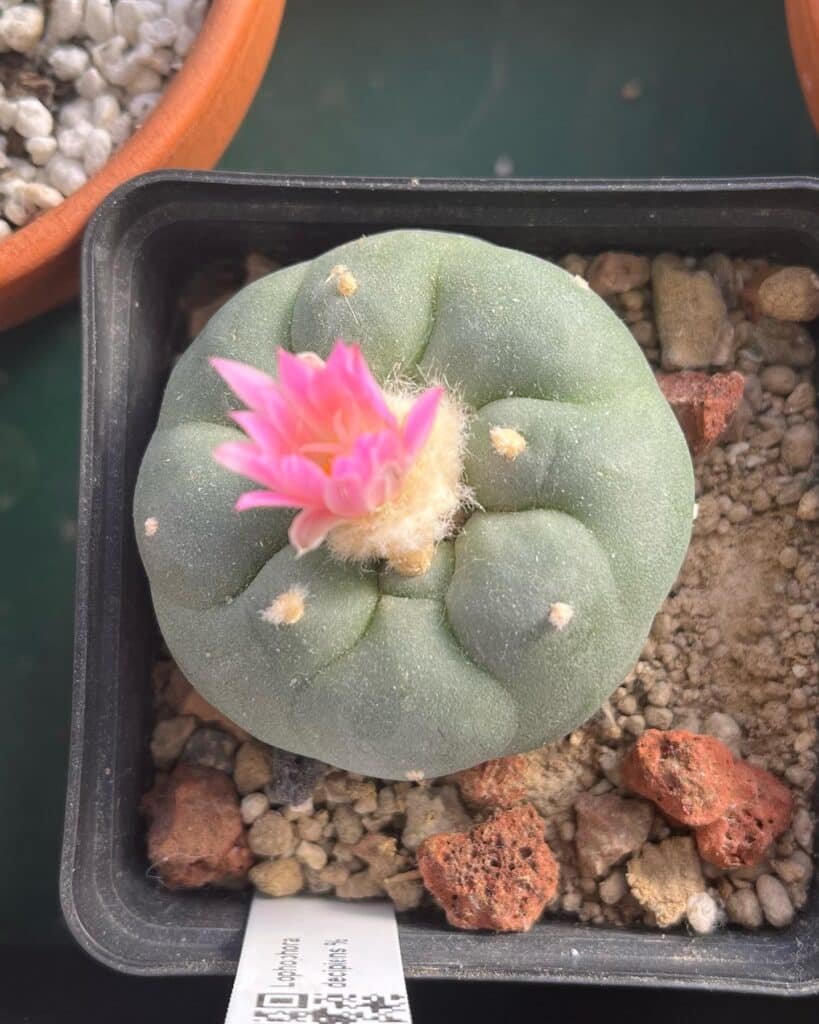 Lophophora Decipiens