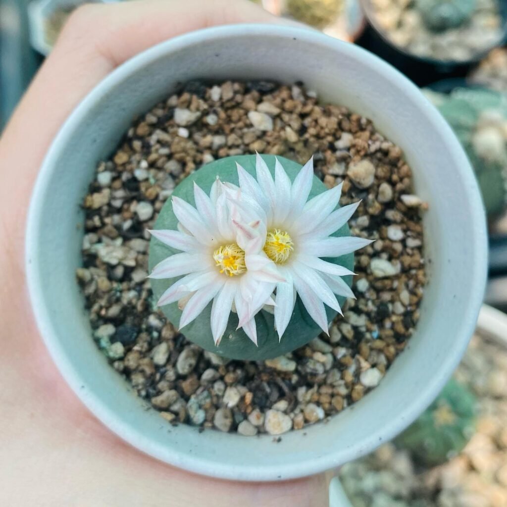 Lophophora Koehresii