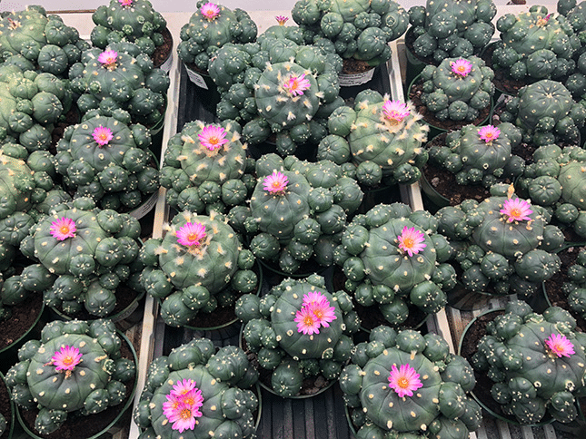 Lophophora Williamsii